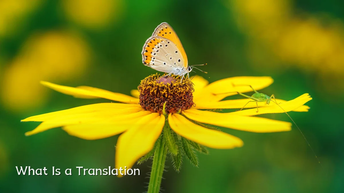 What Is a Translation