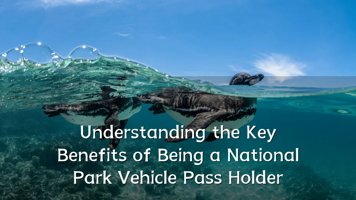 Understanding the Key Benefits of Being a National Park Vehicle Pass Holder